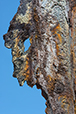 Patina 6